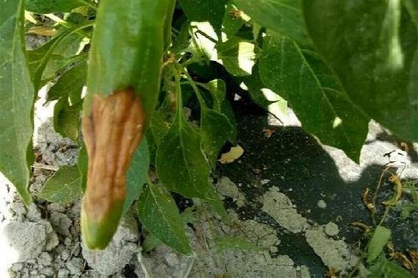 辣椒缺鈣