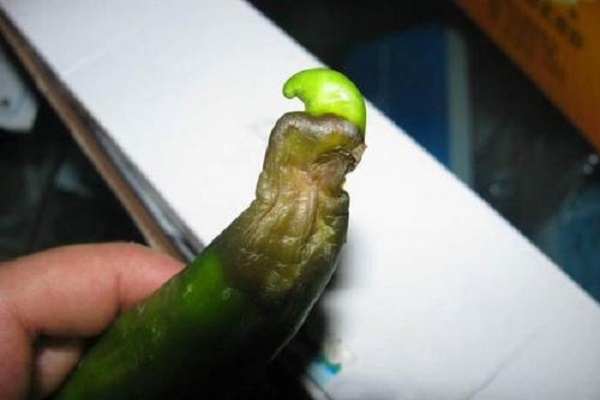 辣椒缺鈣