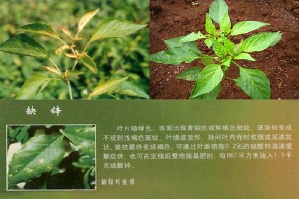 辣椒缺鋅
