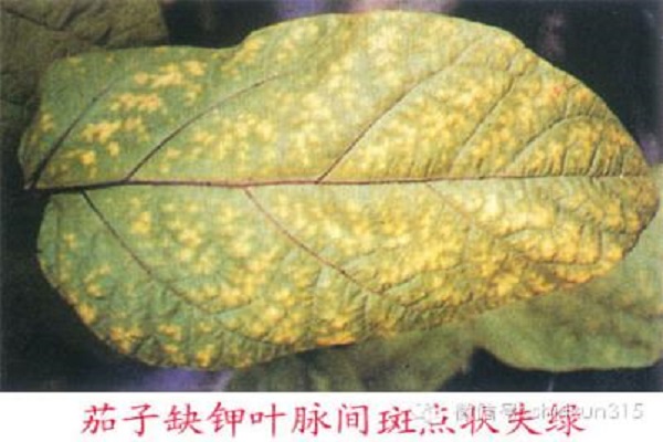 茄子缺鉀