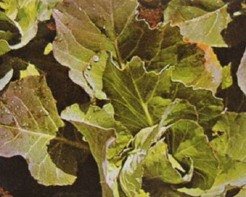 甘藍(lán)缺氮
