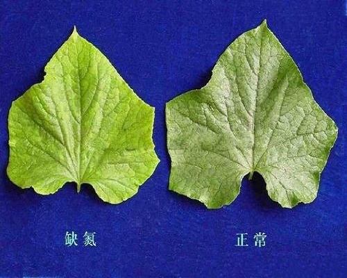 黃瓜缺氮