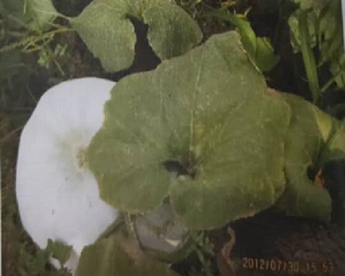 甜瓜缺錳