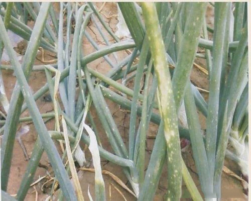大蔥缺鈣