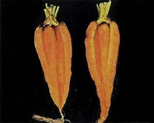胡蘿卜缺硼