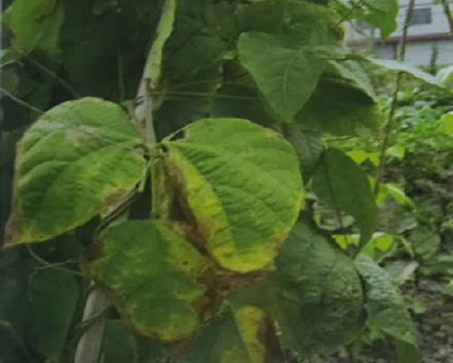 菜豆缺鉀