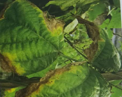 菜豆缺鉀