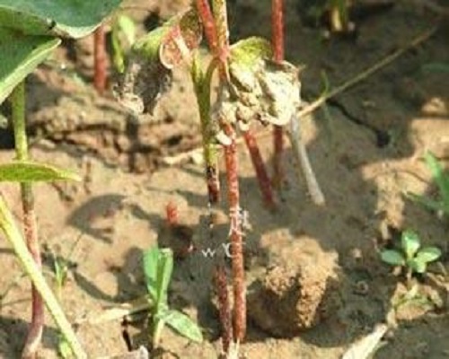 棉花立枯病 棉花立枯病