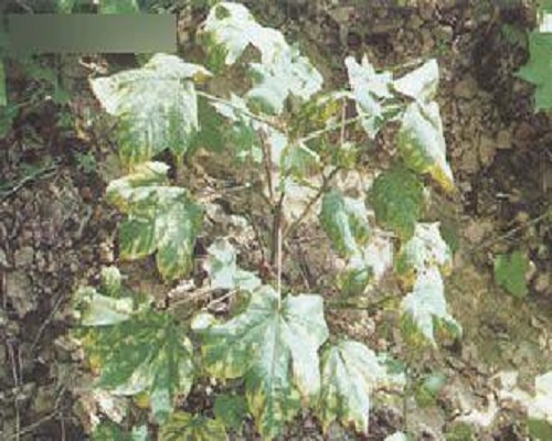 棉花枯萎病 棉花枯萎病