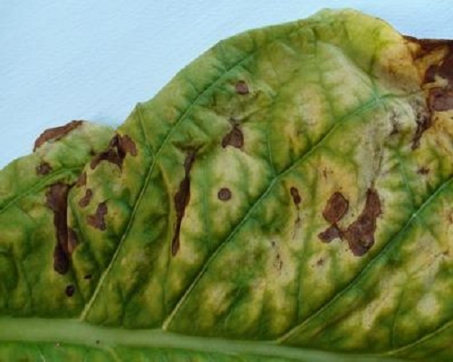 煙草野火病 煙草野火病