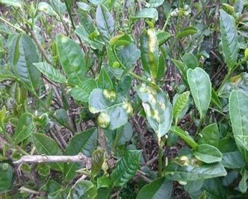 茶餅病 茶餅病