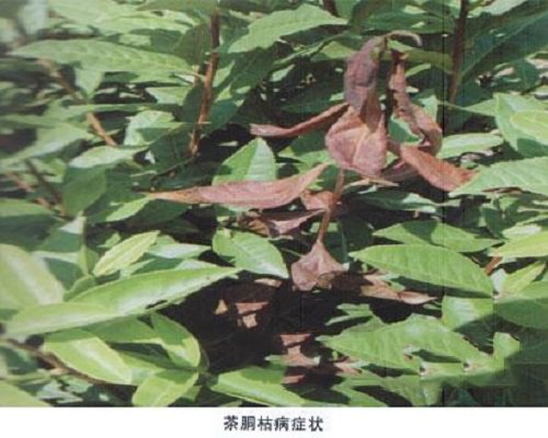 茶胴枯病 茶胴枯病