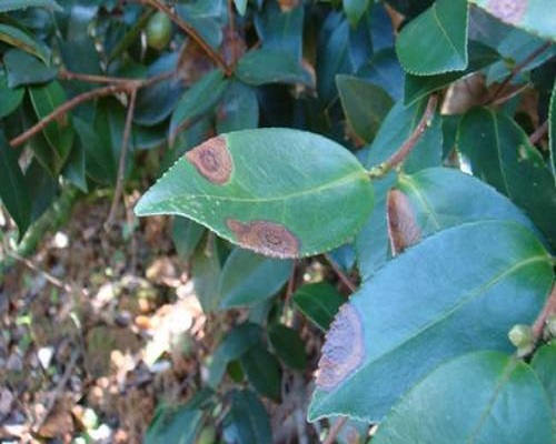 茶輪斑病 茶輪斑病