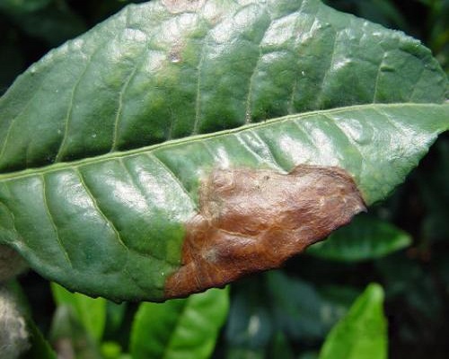 茶赤葉斑病 茶赤葉斑病
