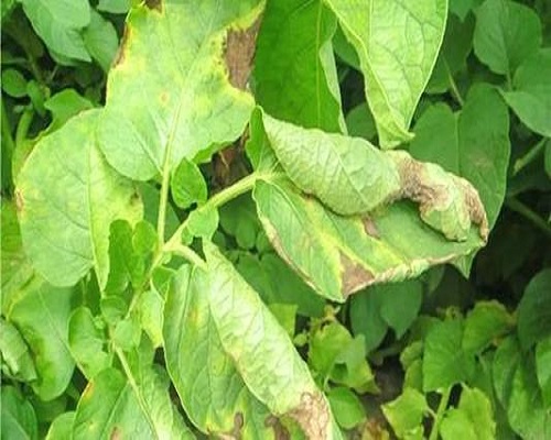 馬鈴薯病毒病