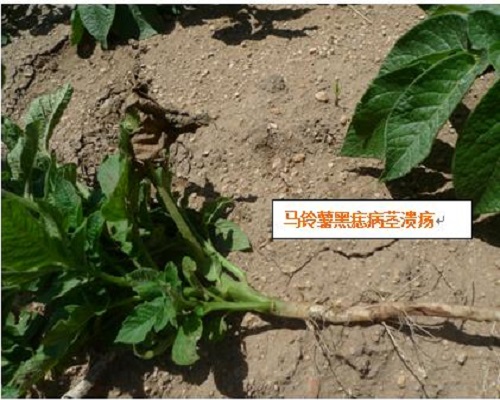 馬鈴薯黑痣病 馬鈴薯黑痣病