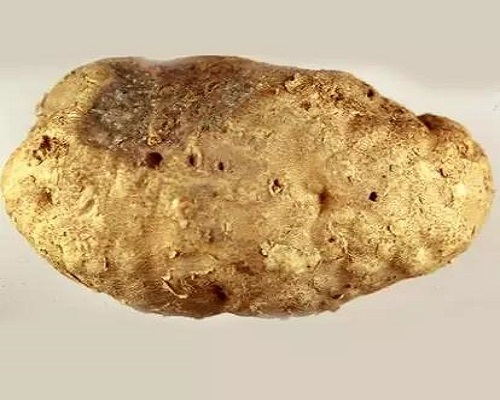馬鈴薯根腐線蟲病