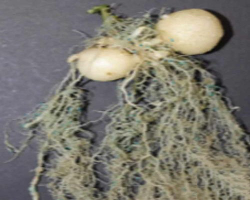 馬鈴薯根腐線蟲病 馬鈴薯根腐線蟲病
