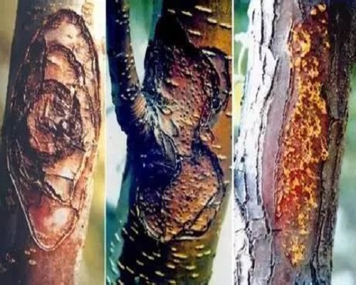 蘋果樹腐爛病 蘋果樹腐爛病