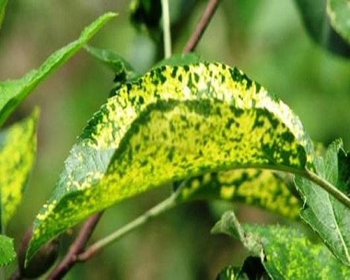 蘋果花葉病 蘋果花葉病