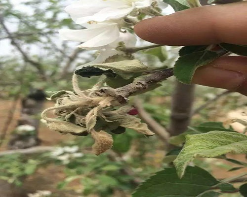 蘋果花腐病
