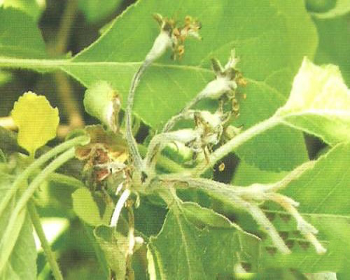 蘋果花腐病 蘋果花腐病
