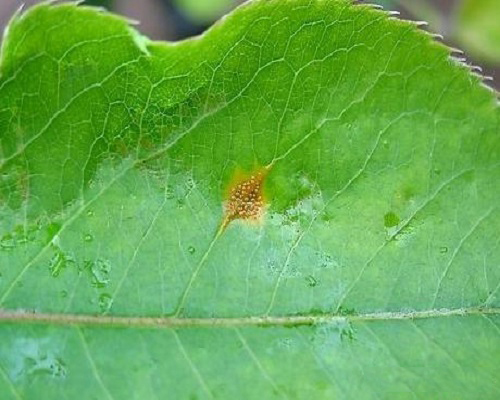 蘋(píng)果繡病