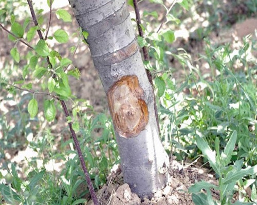 蘋果樹干枯病 蘋果樹干枯病