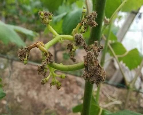 葡萄灰霉病，水溶性肥料
