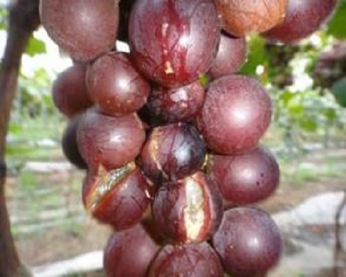 葡萄酸腐病,瓜果蔬菜專用水溶肥 葡萄酸腐病,瓜果蔬菜專用水溶肥