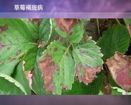 草莓褐斑病,沖施肥 草莓褐斑病,沖施肥