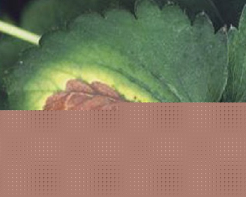 草莓葉枯病,水溶肥價(jià)格