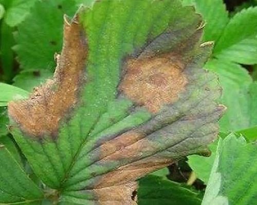草莓葉枯病,大量元素水溶肥 草莓葉枯病,大量元素水溶肥