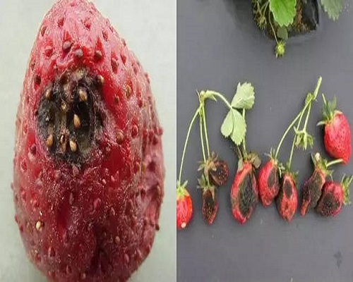 草莓黑斑病,葉面肥廠家批發(fā) 草莓黑斑病,葉面肥廠家批發(fā)