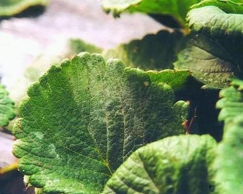 草莓黏菌病,葉面肥批發(fā) 草莓黏菌病,葉面肥批發(fā)