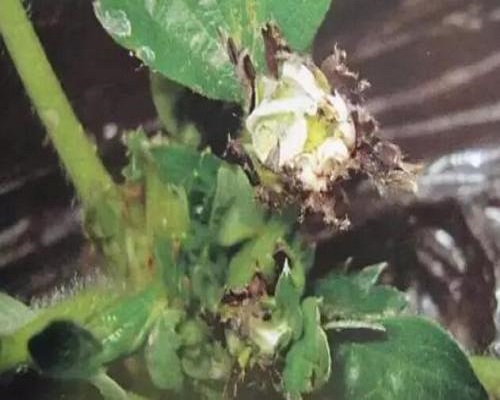 草莓絲核菌芽枯病，草莓沖施肥