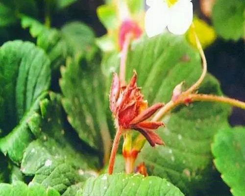 草莓絲核菌芽枯病,滴灌肥