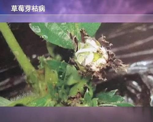 草莓絲核菌芽枯病,滴灌專用肥 草莓絲核菌芽枯病,滴灌專用肥