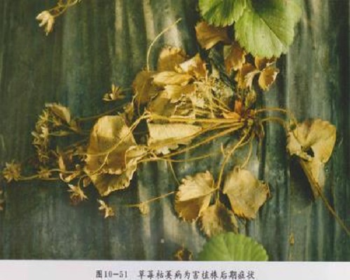 草莓枯萎病,水溶肥生產(chǎn)廠家 草莓枯萎病,水溶肥生產(chǎn)廠家