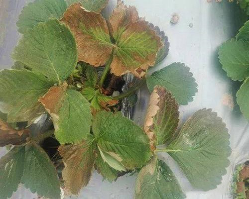 草莓黃萎病,水溶肥料價格 草莓黃萎病,水溶肥料價格