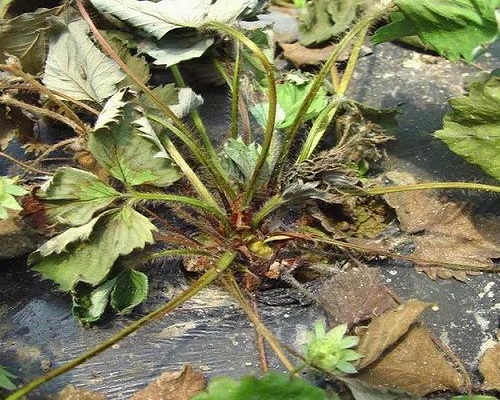 草莓青枯病,大量元素水溶肥 草莓青枯病,大量元素水溶肥