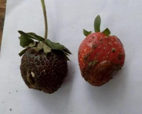 草莓革腐病,葉面肥批發(fā) 草莓革腐病,葉面肥批發(fā)