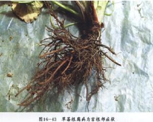 草莓根腐病,國(guó)內(nèi)水溶肥廠家排名 草莓根腐病,國(guó)內(nèi)水溶肥廠家排名