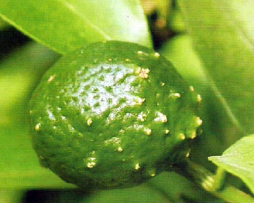 柑橘瘡痂病,水溶肥價(jià)格