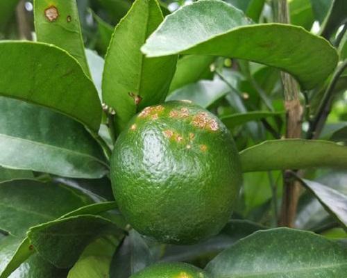 柑橘潰瘍病,葉面肥價(jià)格