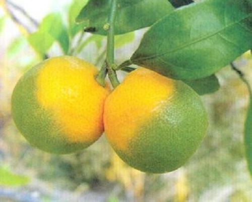 柑橘黃龍病,沖施肥批發(fā)價(jià)格 柑橘黃龍病,沖施肥批發(fā)價(jià)格