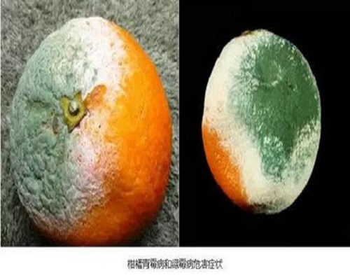 柑橘青霉病和綠霉病,葉面肥價(jià)格