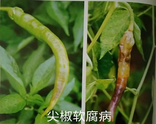 辣椒軟腐病,蔬菜沖施肥 辣椒軟腐病,蔬菜沖施肥