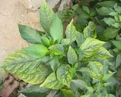 辣椒病毒病,微量元素水溶性肥料廠家 辣椒病毒病,微量元素水溶性肥料廠家