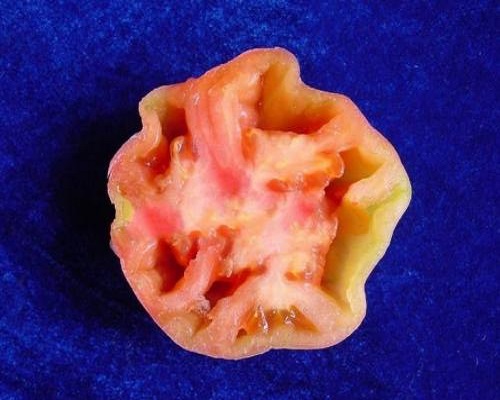 番茄空洞果,大量元素水溶肥價(jià)格